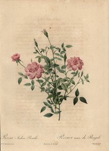 Różowa miniaturowa róża chińska, Rosa chinensis.