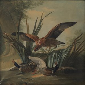 Jastrząb uderzający parę kaczek autorstwa Jean-Baptiste Oudry