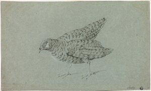 Kuropatwa