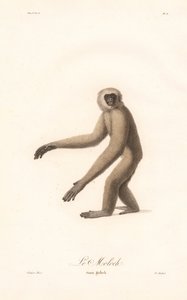 Langur szary (Simia moloch) autorstwa Jean Baptiste Audebert