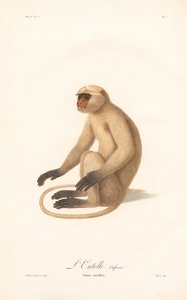 Hanuman Langur (Simia entellus) autorstwa Jean Baptiste Audebert