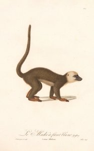 Lemur białolicy (Lemur albifrons) autorstwa Jean Baptiste Audebert