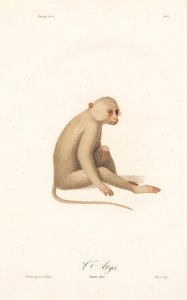 Gibbon białoręki (Simia alys) autorstwa Jean Baptiste Audebert