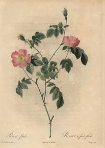Rosa foetida, Rosier owocowy fetide.