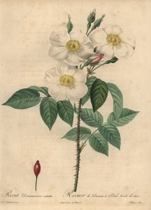 Biała róża damasceńska, Rosa x damascena.