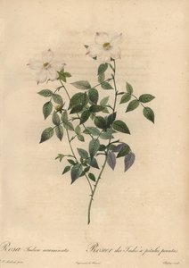 Biało-różowa róża chińska, Rosa chinensis.