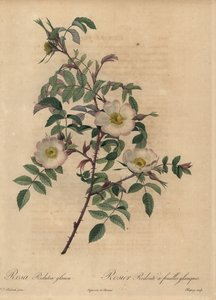 Róża biało-różowa, Rosa redutea glauca.