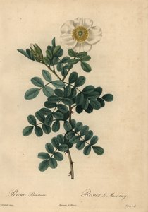 Róża biała, Rosa bracteata,