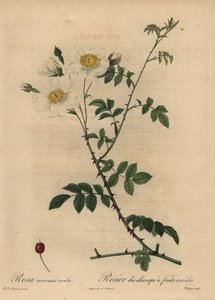 Biała róża polna, Rosa arvensis.