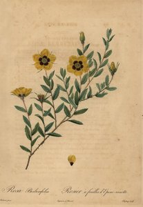Żółta róża, Rosa berberifolia.