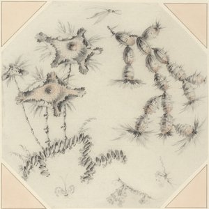 Kwiaty bambusa i kaktus (czarna i czerwona kreda na papierze) autorstwa Jean Baptiste Pillement
