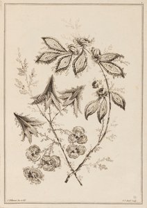 Kwiat Koni autorstwa Jean Baptiste Pillement