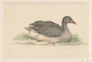 Kaczka, prawda autorstwa Jean Bernard