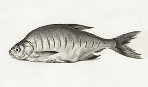 Fish (1775–1833) autorstwa Jean Bernard