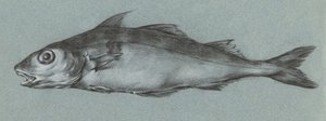 Fish Green (1775–1833) autorstwa Jean Bernard