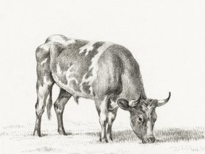 Byk na pastwisku autorstwa Jean Bernard