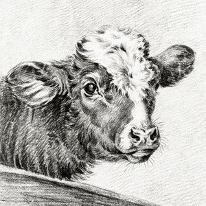 Głowa krowy autorstwa Jean Bernard