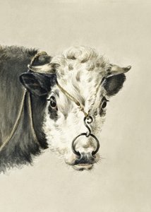 Głowa krowy z pierścieniem w nosie (1820) autorstwa Jean Bernard
