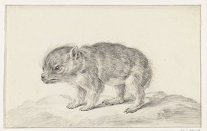 Młody niedźwiedź (?) autorstwa Jean Bernard