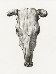 Czołowy widok czaszki krowy (1816)