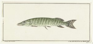 Szczupak autorstwa Jean Bernard