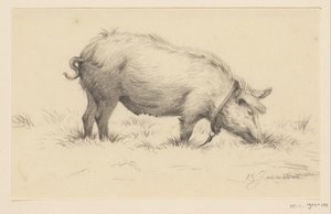 Stojąca świnia-woda, po prawej, w trawie autorstwa Jean Bernard