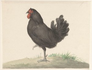 Stojący czarny kurczak autorstwa Jean Bernard
