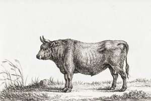 Stój Byku autorstwa Jean Bernard