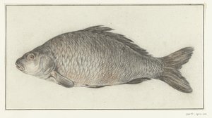Vis autorstwa Jean Bernard
