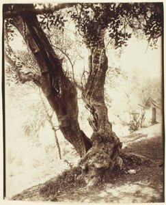 Olivier, Nicea (Drzewo oliwne, Nicea) autorstwa Jean Eugène Auguste Atget