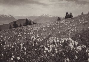 Rigi Kaltbad, Frühling (czarno-białe zdjęcie) autorstwa Jean Gaberell
