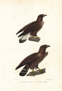 Orzeł przedni, Aquila chrysaetos.