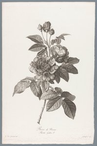francuskie roos Rose de Provins / Rosa Gallica L. (tytuł na obiekcie) Kwiaty zaczerpnięte z natury (...) (tytuł serii)