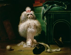 Pies rasy Havannah, 1768