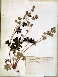 Alchemilla z Herbarium (kwiaty prasowane)