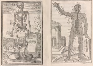 O sekcji części ludzkiego ciała, księga trzecia, 1545 autorstwa Jean Jollat