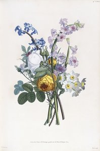 Narcyz, Rosa, Hiacynt, 1805