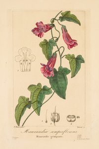 Flora dla ogrodników, hobbystów i producentów: Maurandia semperflorens autorstwa Jean Pierre Frederic Barrois