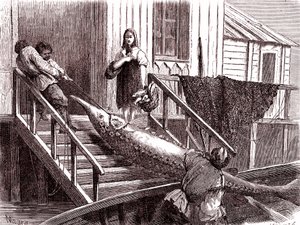 Łowienie jesiotra na rzece Wołdze w Rosji. 1867 (grawerowanie)