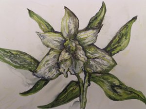 Zielona orchidea