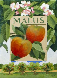 Malus (jabłko), 2014 (akryl na płótnie)
