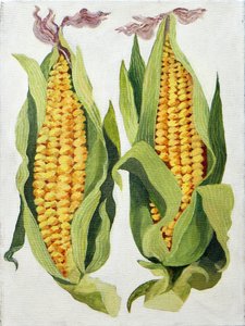 Sweetcorn, 2013 (akryl na płótnie) autorstwa Jennifer Abbott