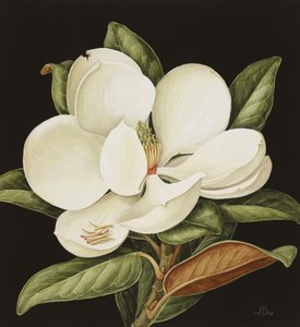 Magnolia Grandiflora, 2003 (wc na papierze)
