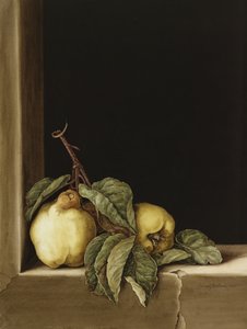 Pigwy, 2005 (wc na papierze)