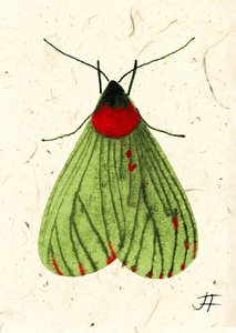 FlyMoth, 2024 (akwarela na papierze)