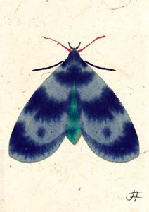 Indigo Moth, 2024 (akwarela na papierze) autorstwa Jenny Frean