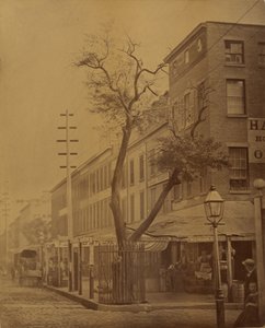 Grusza Stuyvesant