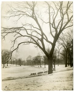 Boston Common i frog-pond, przy drzewie, Boston, USA, ok. 1902-10 (zdjęcie żelatynowo-srebrowe) autorstwa Jessie Tarbox Beals