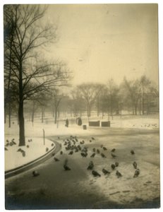 Powszechne u gołębi, Boston, USA, ok.1902-10 autorstwa Jessie Tarbox Beals