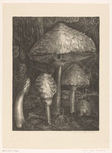 grzyby autorstwa Jo van Oosten Slingeland (signed by artist)